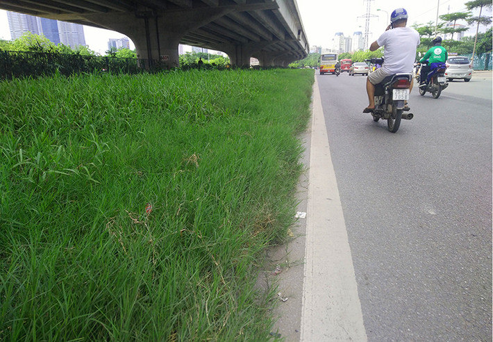 Dọc đường Phạm Hùng, cỏ dại lan xuống lòng đường.