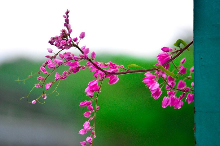 Người sinh ngày 9 Âm lịch có tính cách trong sáng, vô tư, trong cuộc đời mình họ cũng hành thiện rất nhiều bởi vậy phúc ấm được nuôi dưỡng từ những hành động lương thiện của họ. Chính vì vậy, người sinh ngày 9 âm lịch được gọi là Từ bi phú quý chi mệnh.