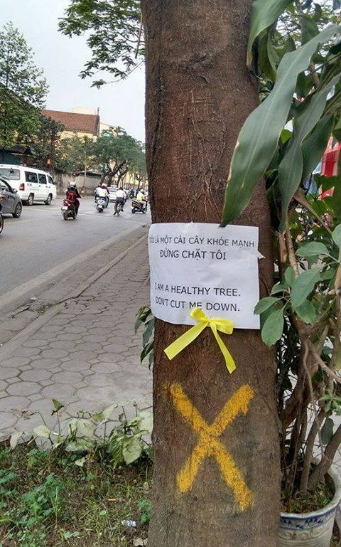 Nhiều người dân Hà Nội đang cố gắng hết sức mình, bằng lời nói, những cuộc vận động và cả bằng hành động... để bảo vệ 6700 cây xanh của Hà Nội khỏi bị chặt hạ.