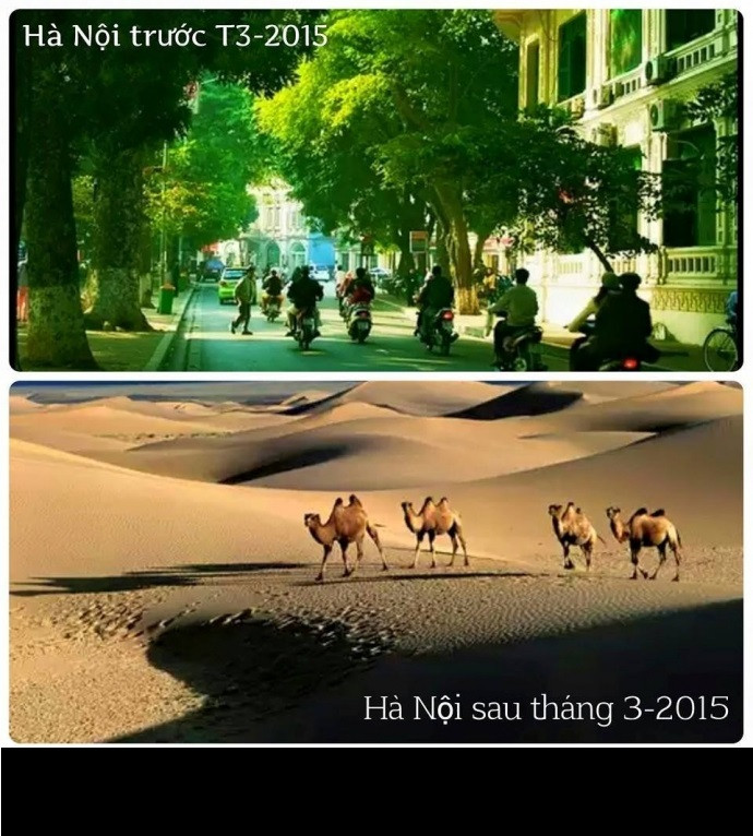 Cũng với thủ pháp cường điệu, dân mạng "vẽ" nên viễn cảnh Hà Nội không còn cây xanh che bóng mát những ngày hè và trở thành sa mạc. Cây trồng mất rất nhiều năm để xanh tốt, nay lại chặt đi, trồng mới... Vậy biết đến khi nào tán lá mới lại được phủ xanh?