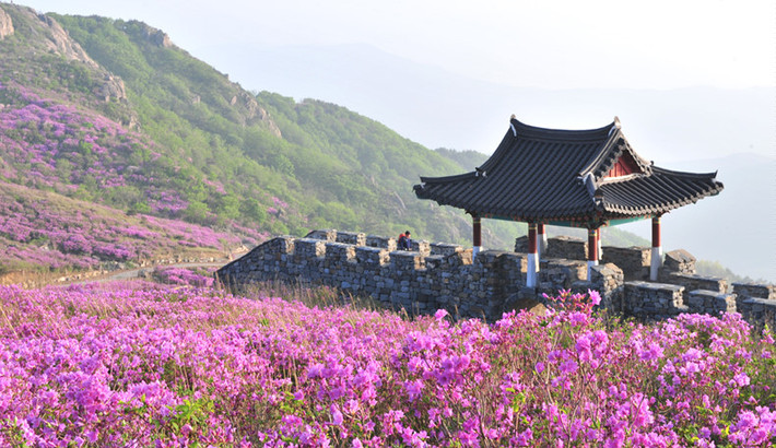 Hàng năm, tại ngọn núi này sẽ diễn ra Lễ hội hoa đỗ quyên thu hút rất đông khách du lịch trong và ngoài nước. Năm 2012, Hwangmaesan đã lọt vào danh sách 50 địa điểm du lịch đẹp đáng đến ở Hàn Quốc của CNN. Đây cũng là nơi được nhiều đạo diễn chọn làm bối cảnh để quay các bộ phim. Ảnh: Sancheong.
