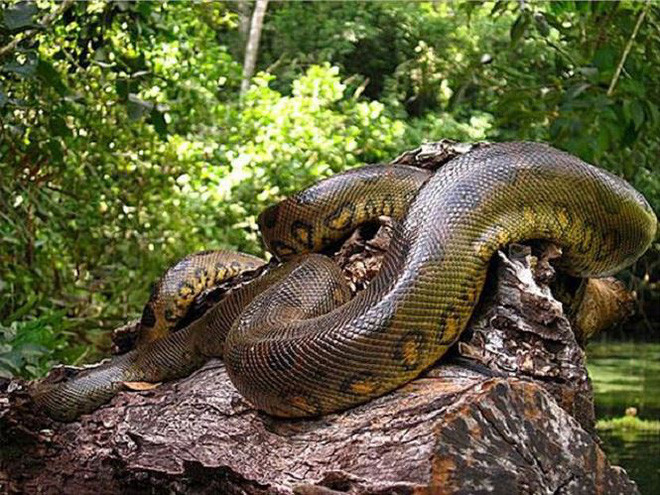4. Trăn Anaconda. Sở hữu cân nặng cực "khủng" tới 250 kg và chiều dài bằng một chiếc xe buýt, trăn anaconda xanh, động vật bản xứ ở Nam Mỹ, nằm trong số những loài rắn lớn nhất thế giới.