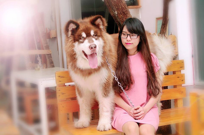 Với chị Diễm, "bé" A Ngưu vừa như một người bạn vừa như một thành viên trong gia đình không thể thiếu. Chị Diễm cho biết A Ngưu ăn rất khoẻ nhưng vẫn được chị và chồng cho đi chạy nhảy, vận động hàng ngày để không bị béo phì.