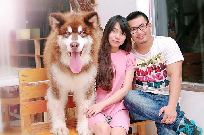 Theo tìm hiểu " chú chó khổng lồ" trong đoạn clip bênh chủ khi anh bị vợ đánh gây sốt tên là A Ngưu, được vợ chồng anh Tăng Minh Thiện và chị Phạm Trần Diễm Diễm hiện đang sống tại Bà Rịa – Vũng Tàu nuôi từ 15 tháng nay.