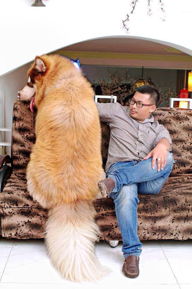 Theo chia sẻ của vợ chồng chủ nhân, A Ngưu vốn rất yêu quý cả "bố" và "mẹ", đặc biệt là anh Thiện, người thường xuyên dắt A Ngưu đi dạo. Biết trước được phản ứng của A Ngưu nên đôi vợ chồng trẻ đã dàn cảnh "bạo lực gia đình" và ngay lập tức A Ngưu đã nhảy lên bênh bố khi bị vợ đánh. Đôi vợ chồng thích thú khoe clip với bạn bè và bất ngờ được diễn đàn nổi tiếng chia sẻ lại.