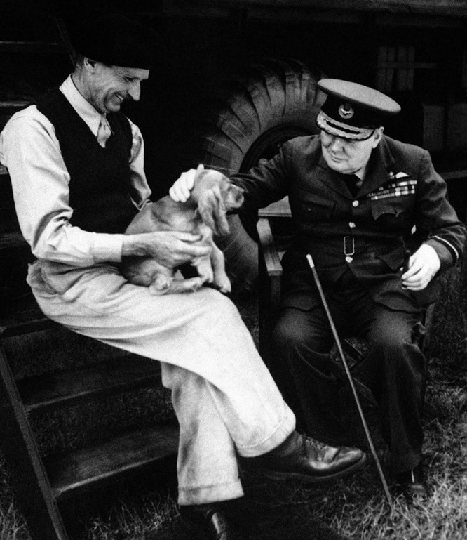 6. Winston Churchill yêu động vật, và một trong những thú cưng của ông là một con sư tử: Thủ tướng của Vương quốc Anh rất thích động vật (trong bức ảnh, ông đang vuốt ve con chó của Field Marshal). Dàn thú cưng của ông gồm vài chú chó, heo, cá, bướm, một cặp thiên nga đen và một con vẹt. Ông thậm chí còn nuôi một con sư tử tên là Rota vào năm 1943. Tuy nhiên sau này ông đã gửi Rota vào sở thú London để nó nhận được sự chăm sóc tốt hơn.