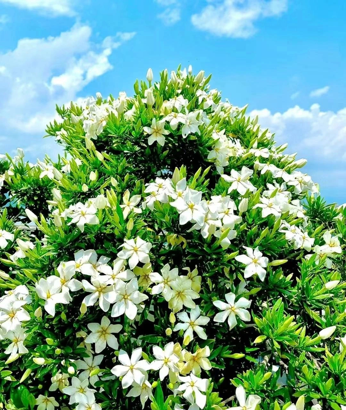 Không chỉ có vẻ đẹp khiến mê đắm lòng người, hương thơm của hoa dành dành còn dịu ngọt, nồng nàn, quyến rũ.
