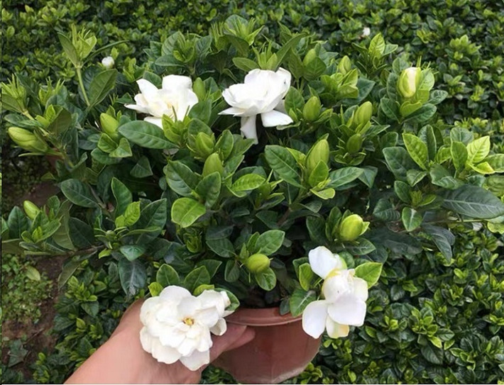 Ngoài ra, hoa dành dành có thể được hái để pha trà, xào trứng nấu súp và làm nhiều món tráng miệng khác. Hạt của dành dành cũng là một vị thuốc cổ truyền.
