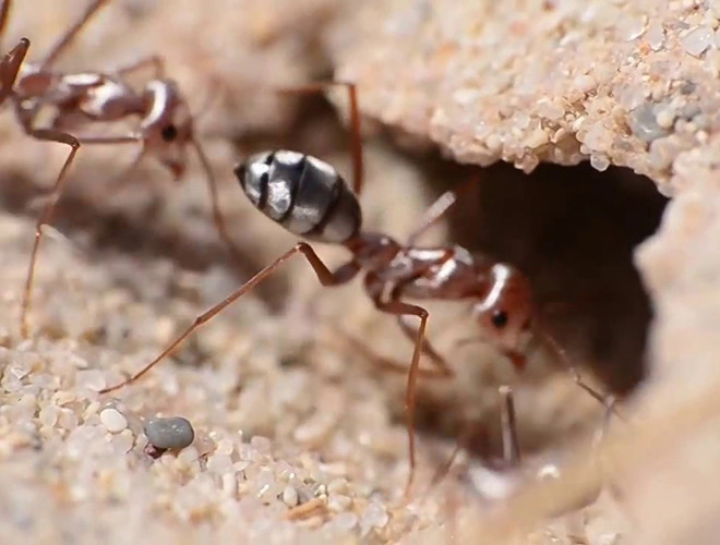 Kiến bạc chân dài (Cataglyphis bombycina) sống ở những đụn cát phía Bắc sa mạc Sahara là một trong những động vật chịu nhiệt giỏi nhất hành tinh. Nhiệt độ lên tới 50 độ C ở Sahara - sa mạc nóng nhất thế giới có vẻ chẳng "nhằm nhò" gì với chúng.