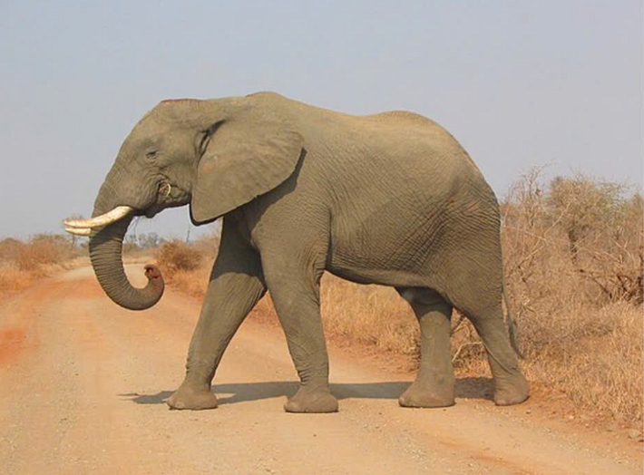 Voi Châu Phi (Loxodonta africana): Động vật trên cạn lớn nhất. Chiều cao vai trung bình của voi châu Phi trưởng thành là 3 đến 3,4 mét. Trọng lượng lớn nhất được ghi nhận của một con voi châu Phi là 10,4 tấn.