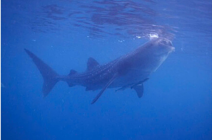 Cá nhám voi (Rhincodon typus): Loài cá lớn nhất. Còn gọi là cá mập voi, loài này có chiều dài trung bình 12,2 mét và cá thể lớn nhất được ghi nhận đo được 18,8 mét. (Ảnh wikipedia)