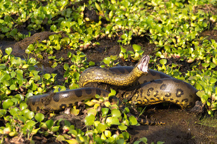 Vận tốc bơi của trăn Anaconda cũng cực kỳ đáng nể khi đạt 20 km/h và có thể ở dưới nước trong tối đa 20 phút, trước khi nó phải ngoi lên để thở.