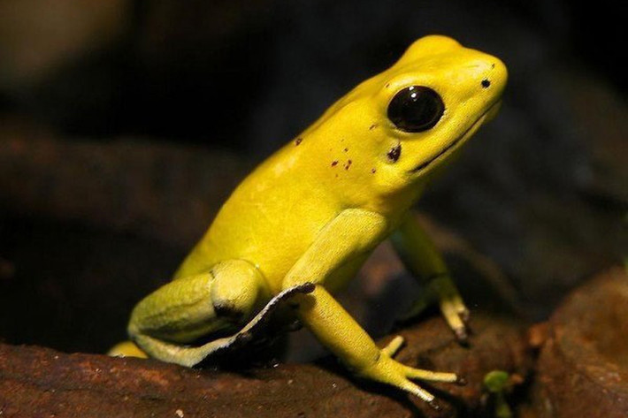 Đại diện tiêu biểu cho họ ếch phi tiêu độc là ếch phi tiêu vàng (tên khoa học là Phyllobates terribilis). Da của chúng có thể tiết ra batrachotoxin - chất độc có khả năng giết chết từ 10-20 người đàn ông khỏe mạnh.