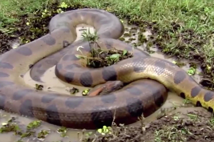 Kích thước của trăn Anaconda vô cùng lớn, con trưởng thành có thể dài hơn chục mét và nặng hơn 100kg