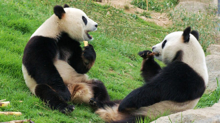Chắc chắn mọi người sẽ thích mê khi được chụp ảnh với các chú gấu trúc siêu đáng yêu, trải nghiệm những phút giây thư giãn tại trung tâm bảo tồn gấu trúc lớn nhất Trung Quốc.