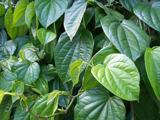 7. Chữa ho. Lá trầu không có tác dụng chữa ho khá nhanh vì chúng chứa nhiều chất kháng sinh mạnh, không chỉ làm tan đờm mà còn hạn chế được tình trạng viêm nhiễm do các cơn ho dai dẳng gây ra. Cách làm thuốc ho từ lá trầu không như sau: Đun sôi lá trầu không trong nước cùng với một ít nụ đinh hương và nhục đậu khấu. Lọc lấy nước uống 3 lần mỗi ngày.