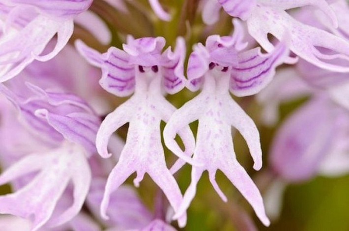 Còn loài hoa trông như 'hình nhân thế mạng' này có tên khoa học Orchis italica, họ lan được tìm thấy chủ yếu ở các nước Địa Trung Hải. Nó có khả năng sinh trưởng ở những vùng đất sỏi khô cằn.