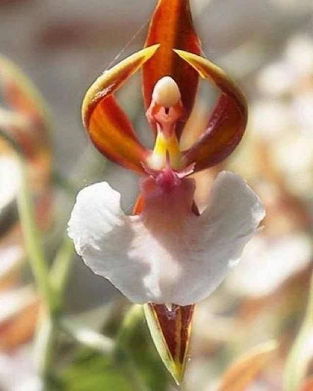 Ballerina Orchid, loài hoa trông giống như một vũ công ba lê đang nhảy múa. Đẹp, duyên dáng hay đáng sợ còn tùy vào độ cứng hay yếu bóng vía của từng người thưởng thức.