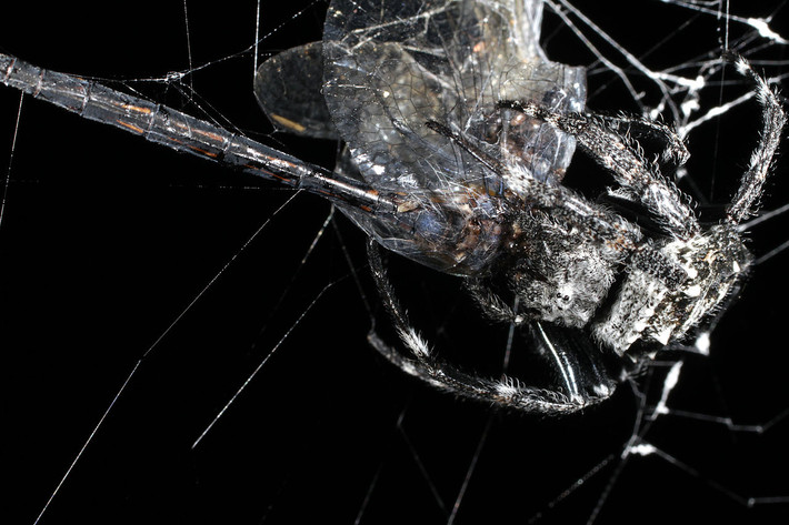 Nhện vỏ cây Darwin (Caerostris darwini) lthuộc họ Araneidae được phát hiện ở Madagascar trong Vườn quốc gia Andasibe-Mantadia vào năm 2009. Loài nhện này có bề ngoài trông giống như vỏ cây. Tên loài được đặt theo nhà tự nhiên học Charles Darwin.