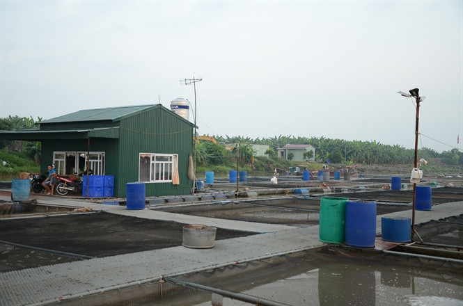 Vì nuôi theo quy trình độc đáo lại sạch nên chúng có giá bán khá cao 120-150.000đ/kg tùy thời điểm và rất được các nhà hàng, khách sạn ở các vùng miền đón nhận. Ảnh: Khu nuôi cá giòn.