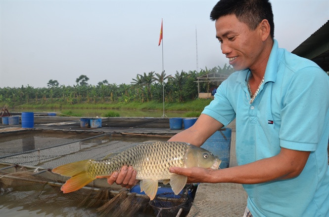 Cá chép giòn nuôi ở sông nên có nước da sáng màu.