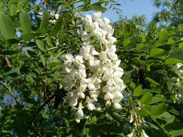 Nếu bạn trồng một cây hoa hòe nở hoa trắng xóa trước nhà cũng rất đẹp mắt.