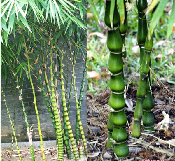 1. Cây tre hoặc trúc: Cây tre, cây trúc không những làm cây cảnh trang trí cho ngôi nhà thêm đẹp, thêm xinh, mà chúng còn thuộc trong nhóm bộ tứ quyền lực, mang ý nghĩa phong thủy trong dân gian, là một trong những giống cây phong thủy mang vượn khí, tài lộc, thành công cho gia chủ.