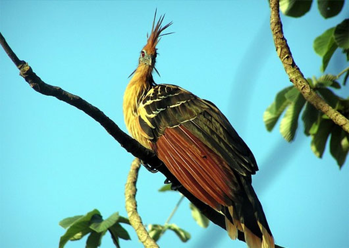 Chim Hoatzin là một trong những loài chim độc đáo nhất thế giới. Chúng sống tại rừng Amazon và đồng bằng Orinoco với tập tính “ăn chay”. Chúng chỉ ăn lá cây, trái cây và các loài hoa.