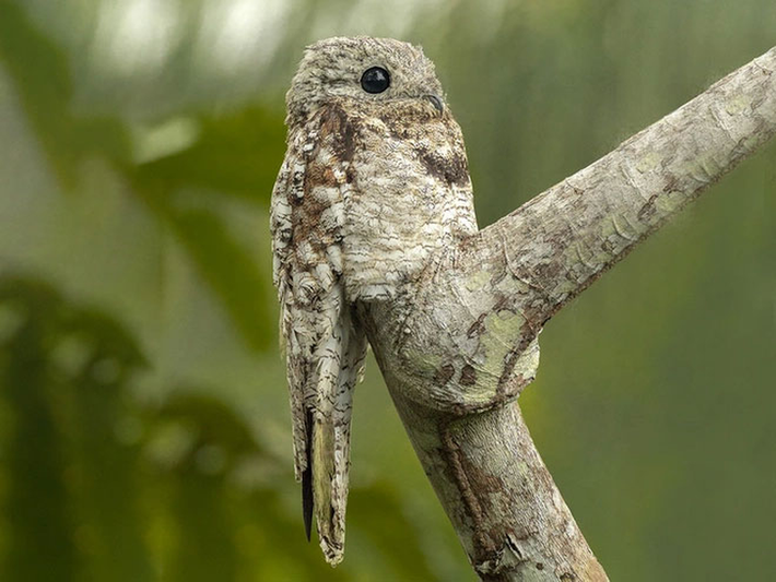 Chim potoo có tài ngụy trang bậc thầy. Với bộ lông nâu xám trắng xen lẫn cực giống vỏ cây, vẻ ngoài này giúp nó trông chẳng khác nào một nhánh cây vô hại.