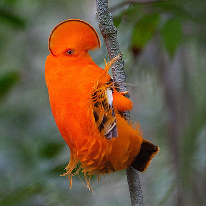 Rupicola là một loài chim thuộc họ Cotingidae có nguồn gốc từ Nam Mỹ. Chúng sở hữu bộ lông màu cam sáng cùng một cái mào hình rẻ quạt độc đáo. Chúng cực kỳ cảnh giác, rất khó bắt gặp chúng trong rừng.