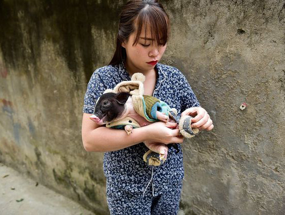 Chị Phạm Thị Ngọc Ánh (Thanh Xuân, Hà Nội) hiện đang sở hữu hai chú lợn cảnh mini. Theo chị Ánh, thú cưng của chị được mua từ Thái Lan với giá 2,5 triệu đồng/ con, mỗi con nặng khoảng 2kg.