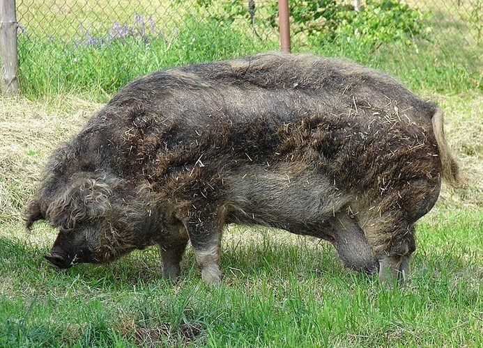 Việc nhân giống lợn Mangalitsa bắt đầu vào những năm 1830 sau khi Archdi Joseph Anton Johann, người con thứ bảy của Hoàng đế dòng La Mã Leopold II, nhận được một số con lợn Sumadija từ một hoàng tử Serbia.