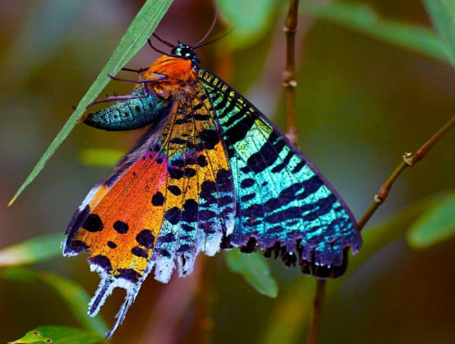 Bướm hoàng hôn Madagascar (Chrysiridia rhipheus) có sải cánh rộng khoảng chừng 6 - 9cm. Với hiệu ứng của khúc xạ ánh sáng nên cánh của chúng có màu sắc cực kỳ rực rỡ như xanh da trời, xanh lá, vàng sáng, vàng cam, đỏ, tím, đen, trắng...