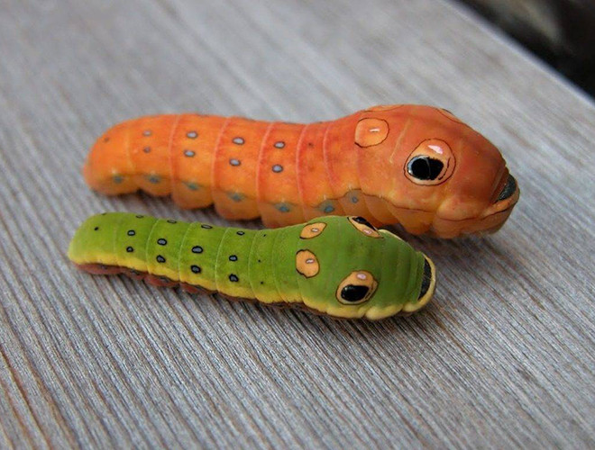 Loài sâu bướm đuôi nhạn Spicebush là một trong những loài côn trùng ngộ nghĩnh nhất thế giới, chúng phân bố chủ yếu ở vùng Đông Nam của khu vực Bắc Mỹ.