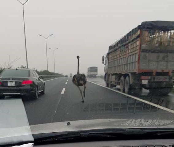 Đà điểu "Lạc trôi" giữa dòng ô tô.