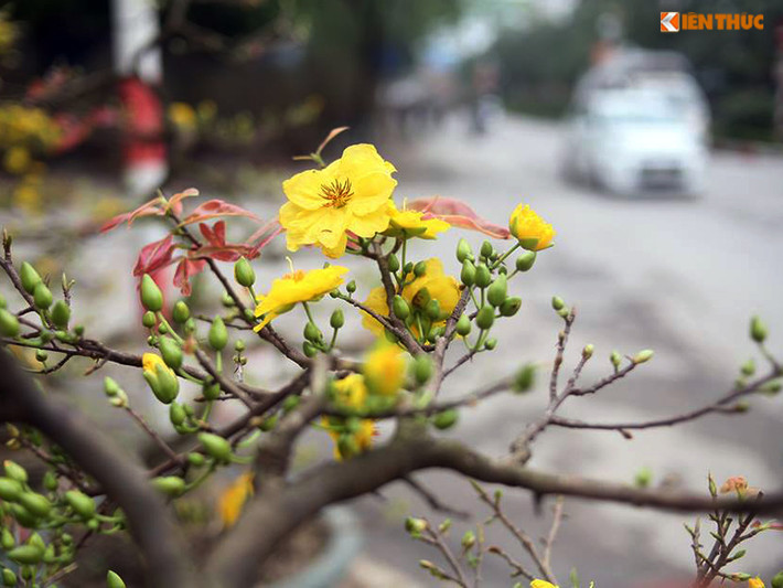Bên cạnh những cánh mai nở vàng rực rỡ thì một số cây mai khác đang nẩy lộc và ra khá nhiều nụ.