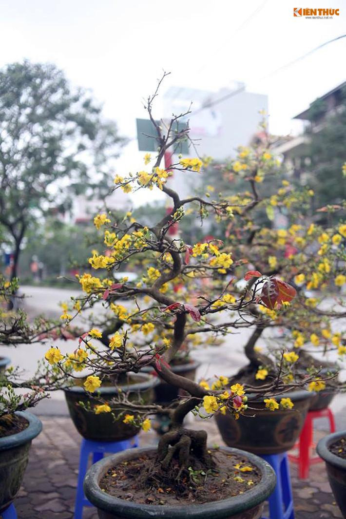 Tiết trời ở Hà Nội ngày cận Tết ấm lên nên những bông hoa mai nở rất mạnh, khoe sắc vàng tươi sáng.