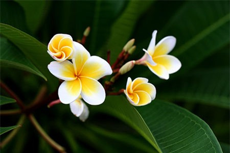 Hoa đại: Theo quan niệm, cây hoa này cũng là nơi trú ngụ của hồn ma, không nên đặt lên bàn thờ.