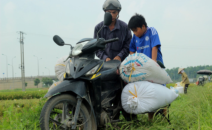Cậu bé này vừa học lớp 9, nhưng em đã tỏ ra sành sỏi với công việc đồng áng, tay chân thoăn thoắt khi phụ giúp bố chở lúa về nhà.