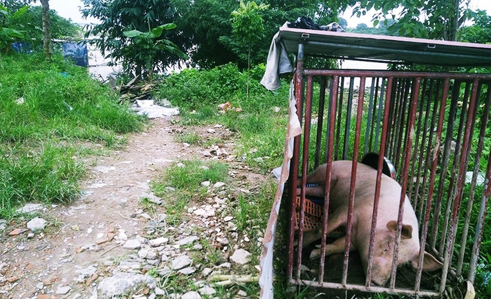 Tương tự tại phường Tứ Liên (quận Tây Hồ, Hà Nội), bên cạnh những cây quất người dân trồng bên bờ sông Hồng bị ảnh hưởng thì một số nhà tạm, tài sản của người dân cũng bị nước nhấn chìm. Ảnh: Chú lợn may mắn được cứu thoát khỏi nước lũ ở phường Tứ Liên.