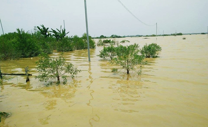 Một số vườn đào nằm sát bờ sông Hồng bị nước lũ nhấn chìm toàn bộ.