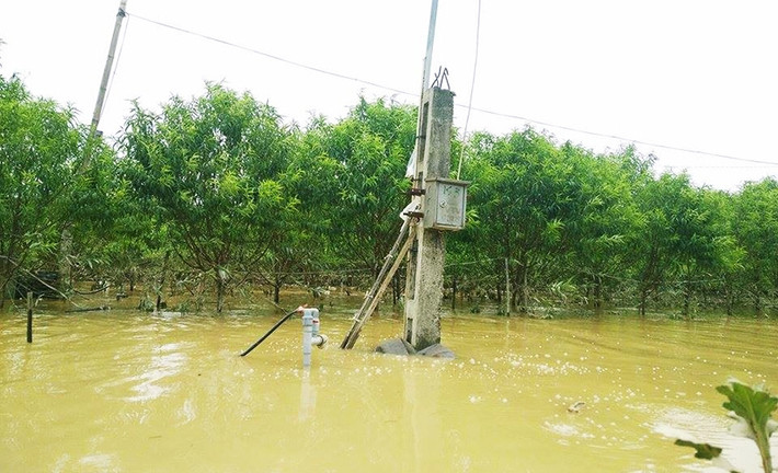 Một số bể tưới nước cho cây đào, cột điện trong vườn đào cũng bị nước nhấn chìm.