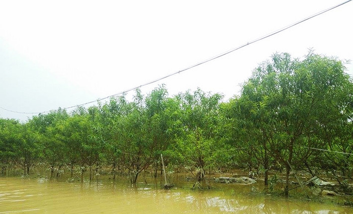 Những gốc đào Nhật Tân vẫn đang ngập sâu trong nước lũ vào trưa ngày 13/10.