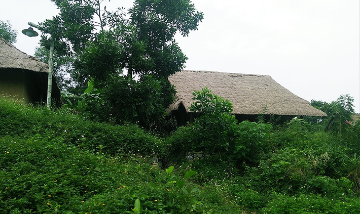 Cỏ dại "bủa vây"các ngôi nhà của dân tộc Hà Nhì thuộc Làng văn hóa - du lịch các dân tộc Việt Nam khiến nhiều du khách xót xa.