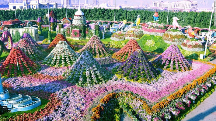 Dubai Miracle Gardens được Guinness vinh danh ở hạng mục “Vườn thẳng đứng rộng nhất thế giới” vào năm 2013.