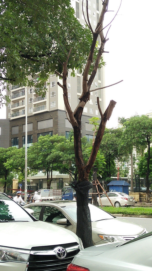 Trên đường Hoàng Đạo Thúy (Hà Nội) cũng có một số cây sấu chết khô nhưng chưa được đơn vị chức năng liên quan chặt bỏ.