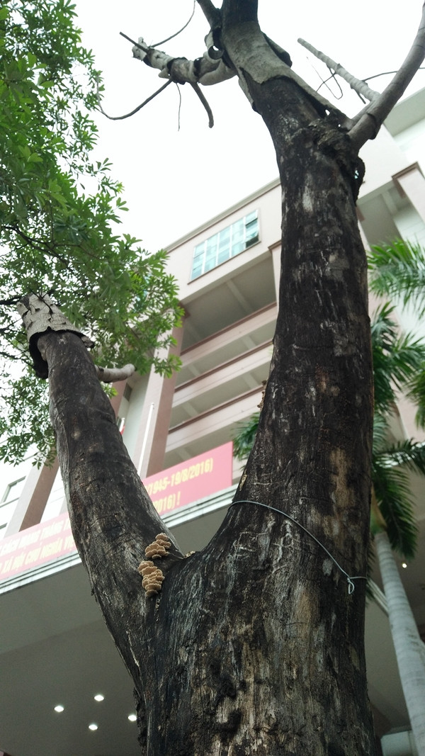 Cây sấu chết khô chờ gãy đổ đè người và phương tiện.