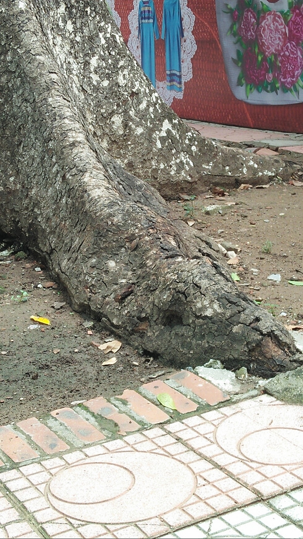 Phần rễ của cây có dấu hiệu bị khô.