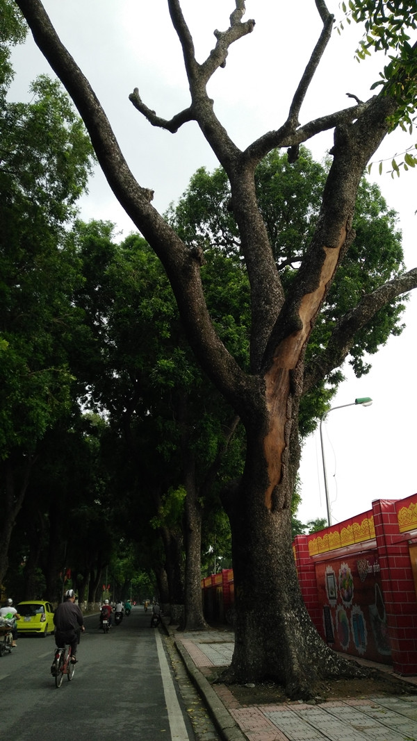 Trên đường Hoàng Diệu, cây xà cừ lớn tuổi được đánh số 165 bị chết đã được chặt bỏ hết các cành nhỏ phía trên ngọn.