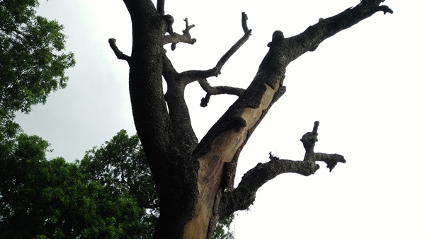 Các cành lớn trên ngọn cây dường như đã chết khô.